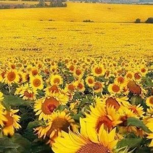 Meet your Posher, Marylinda